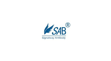 Signalway Antibody