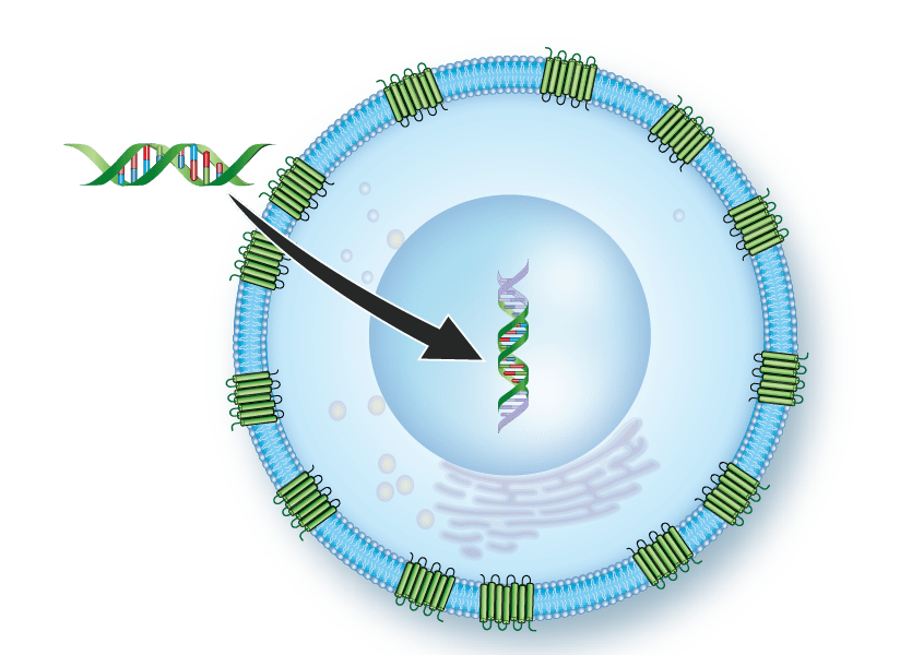 HTS-Ready Stable Cell Lines