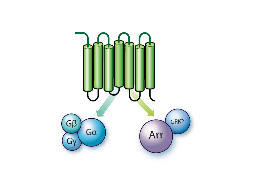 GPCR HTS Assay Kits