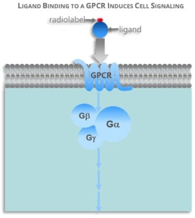 Membrane Preparations