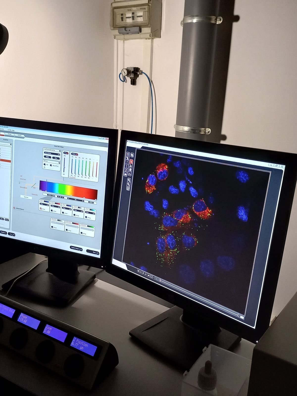 CRISPR Cell Line Engineering